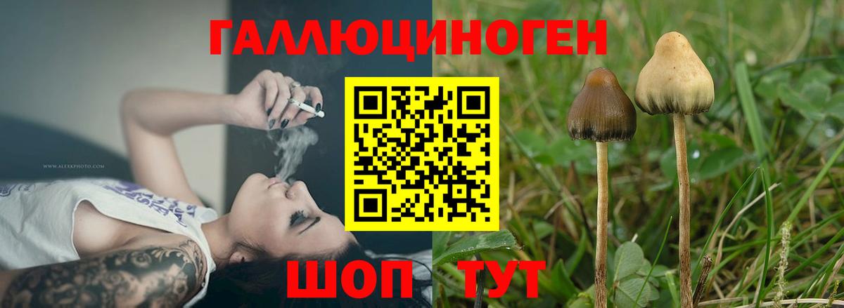 Галлюциногенные грибы Psilocybe  Копейск 